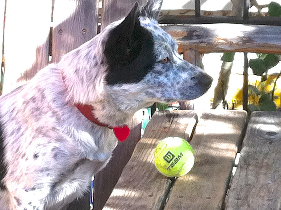 Cattle Dog with Tennis Ball Photograph by Kathryn Barry