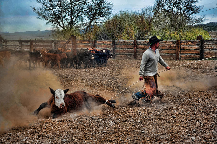 Cattle Drag Photograph by Diane Graham Pixels