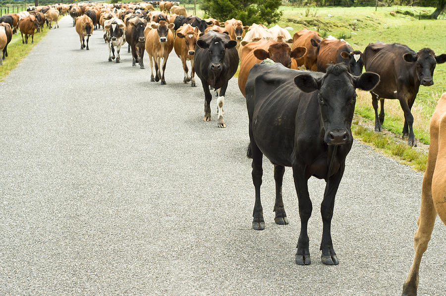 Cattle drive on a road  Photograph by U Schade