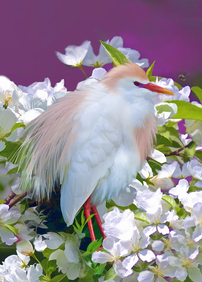 Bird Photograph - Cattle Egret by Delores Knowles