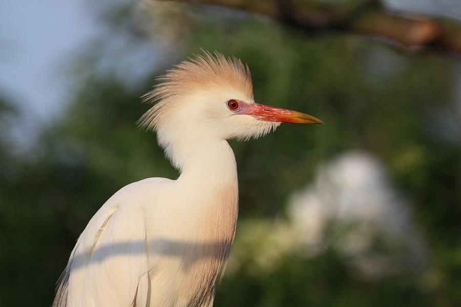 Cattle Egret Photograph by Jeanne Andrews