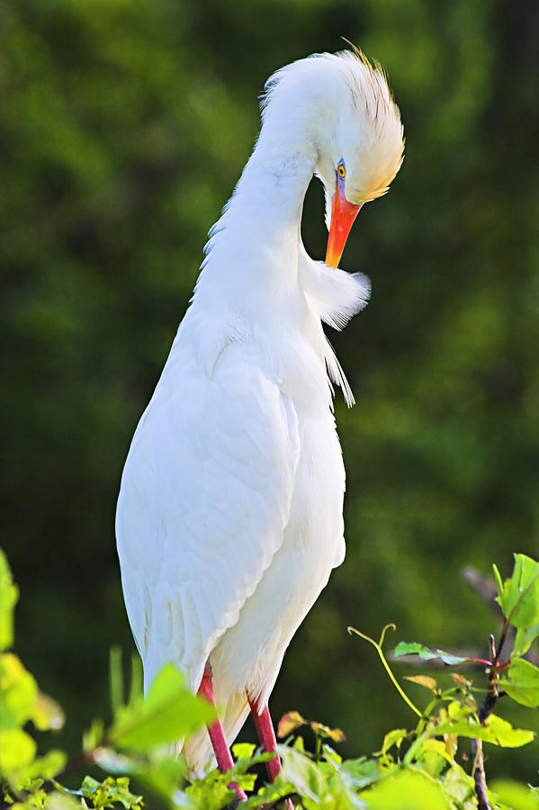 Cattle Egret- St Lucia Photograph by Chester Williams