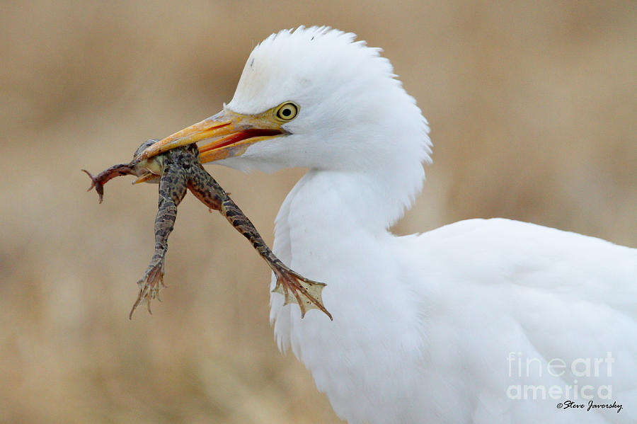 Cattle Egret with Dinner Photograph by Steve Javorsky