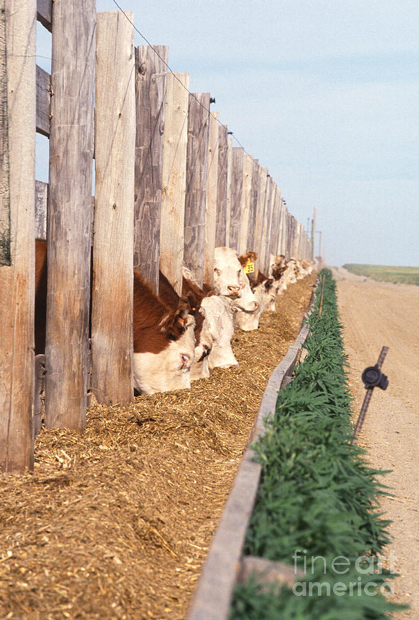 Cattle Feeding Photograph by Photo Researchers