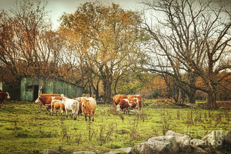 Animal Photograph - Cattle gazing on remaining green grass by Sandra Cunningham