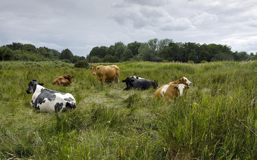 Cattle Grazing In Suffolk Photograph by Bob Gibbons