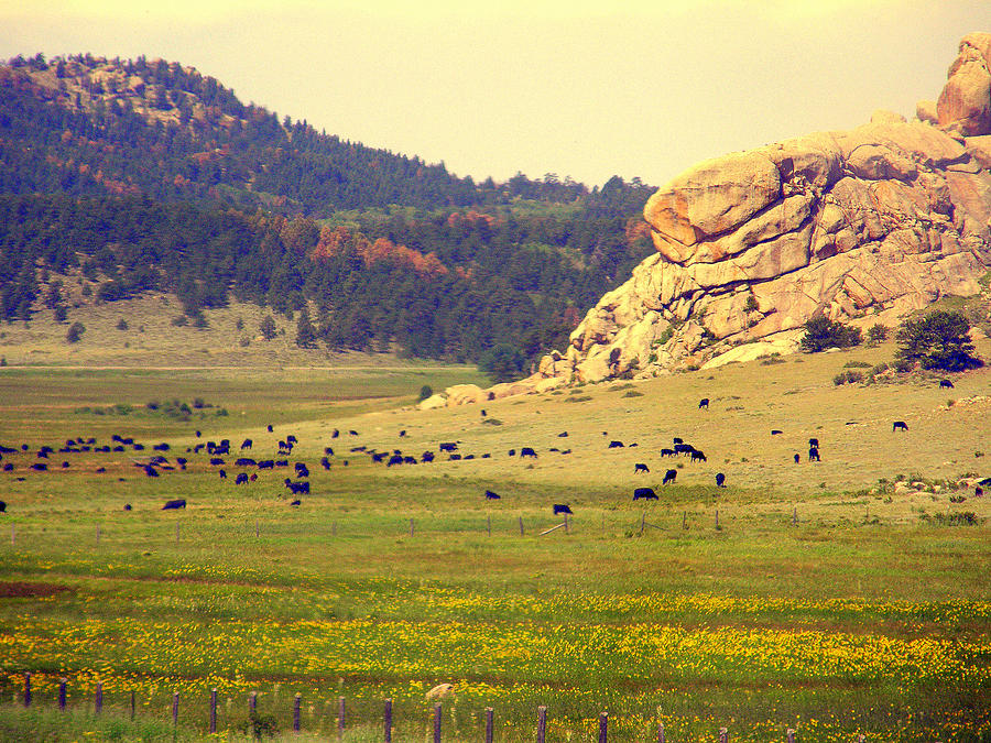 Cattle Grazing in Wyoming Photograph by Antonia Citrino