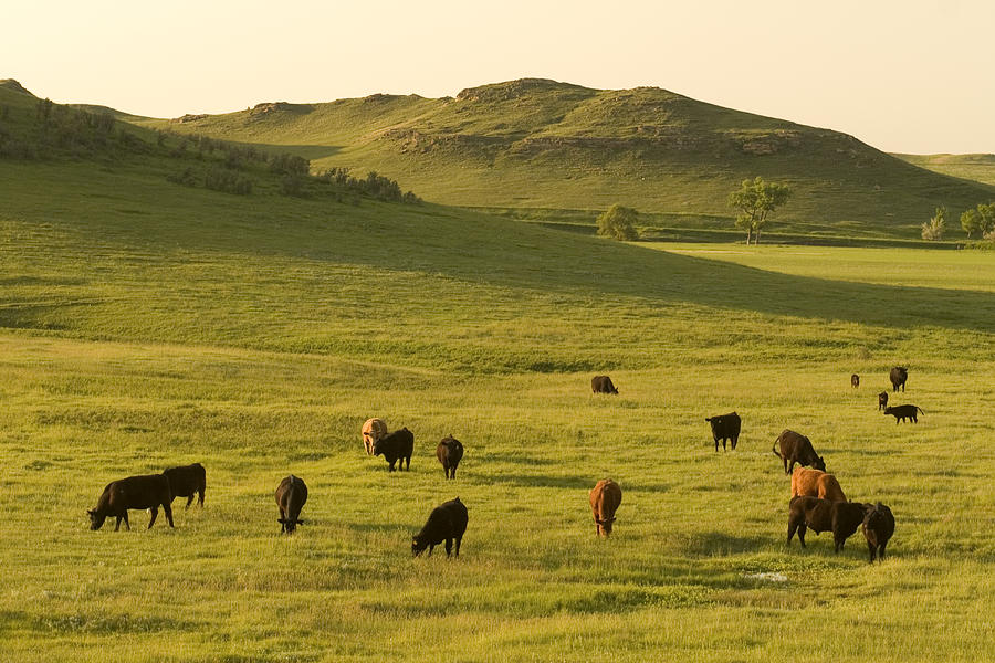 Cattle Grazing On The Hills Photograph by Phil Schermeister