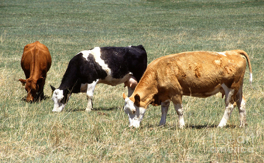 Cattle Grazing Photograph by Science Source