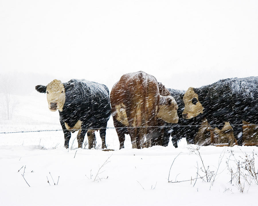 Cattle in a Snowstorm in SouthWest Michigan Photograph by Randall Nyhof