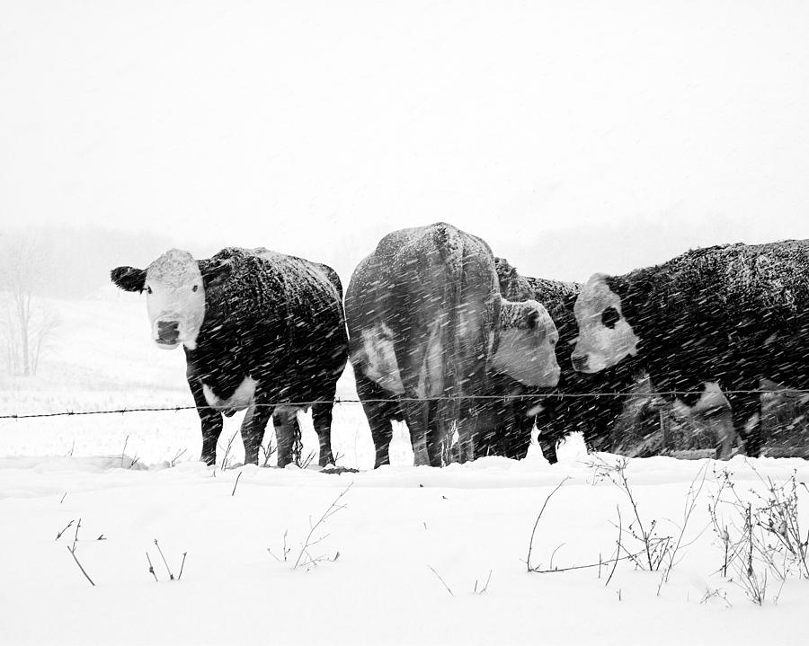 Cow Photograph - Cattle in a snowstorm by Randall Nyhof