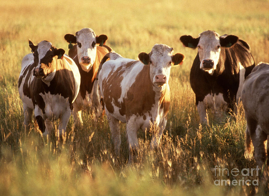 Cattle In Field Photograph by Science Source