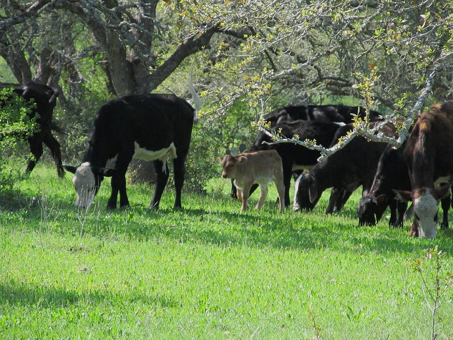 Cattle in Texas Photograph by Lydia Evans - Fine Art America