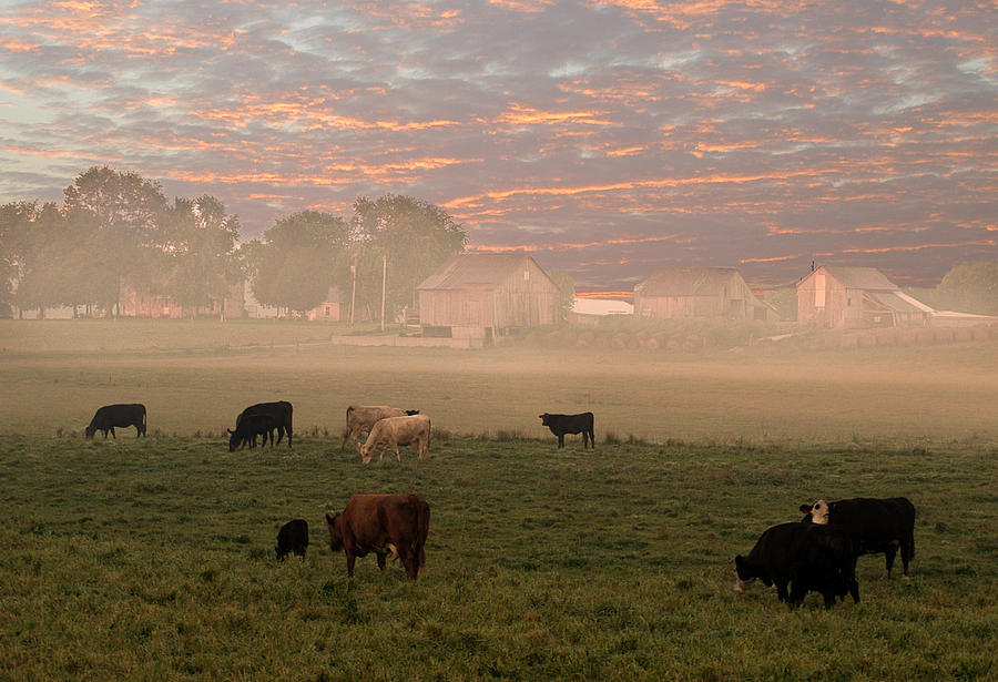 Cattle in the fog Photograph by Randall Branham