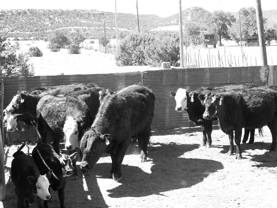 Cattle in the Pen  Photograph by Pamela Walrath