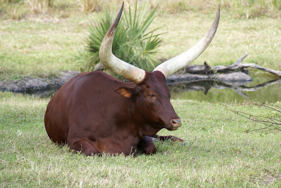 Cattle Photograph by Kathleen Vogel - Fine Art America