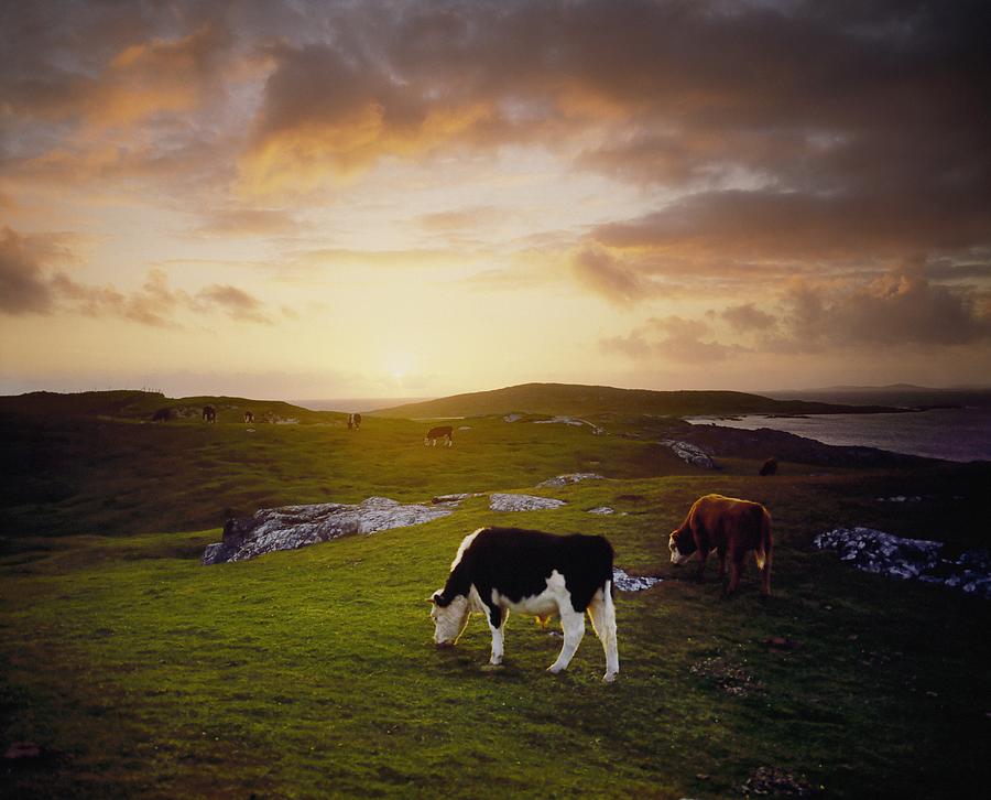 Rural Scene Photograph - Cattle, Mannin Bay, Co Galway, Ireland by The Irish Image Collection 
