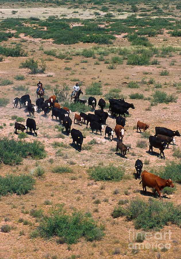 Cattle Round Photograph by Photo Researchers