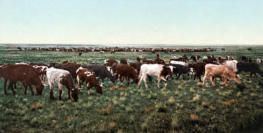 Cow Photograph - Cattle Round Up, Bunching The Herd by Everett