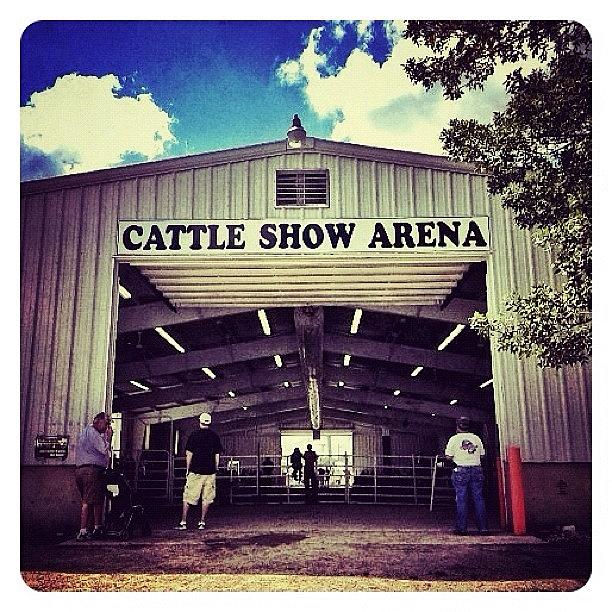 Barn Photograph - Cattle Show Arena by Natasha Marco