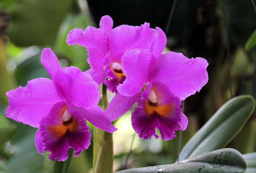 Cattleya Pumpernickel Orchids Photograph by Rosalie Scanlon