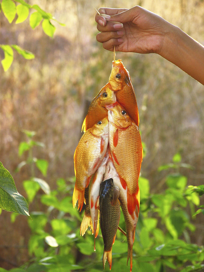 Goldfish Photograph - Caught Fish by Bjorn Svensson