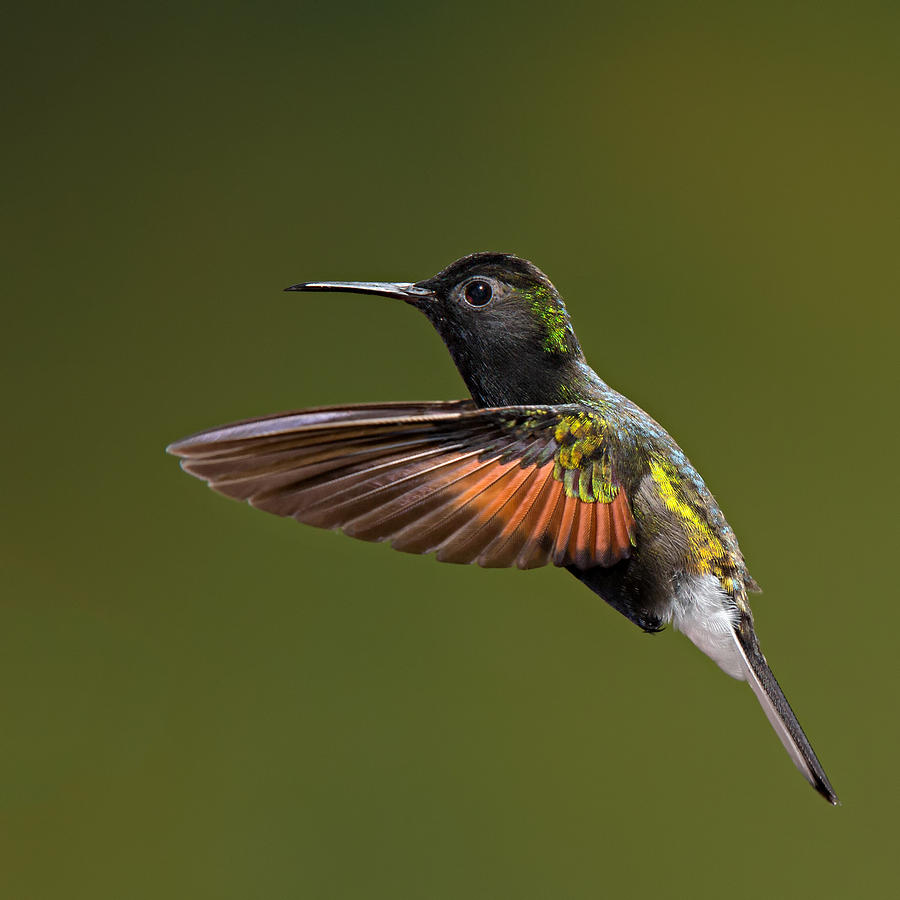 Chestnut-bellied Hummingbird