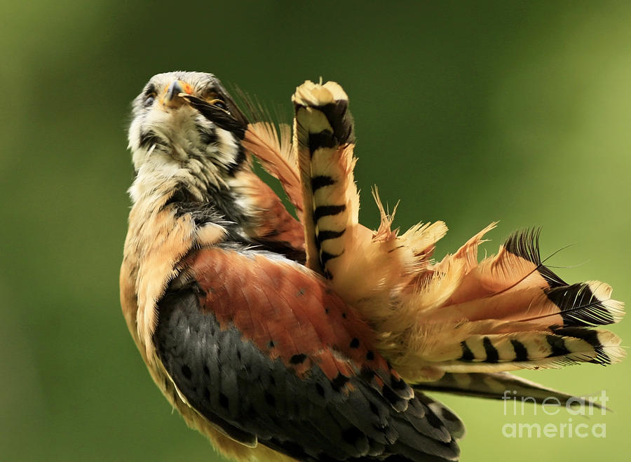 Feather Photograph - Caught in the Act  American Kestrel Pruning by Inspired Nature Photography Fine Art Photography