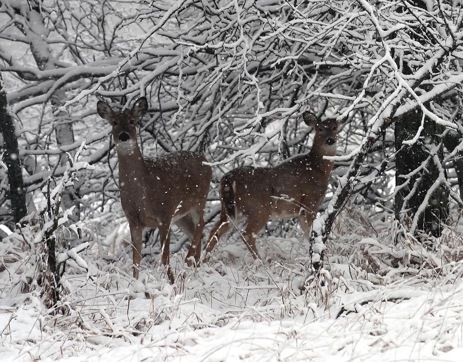 Deer Photograph - Caught in the Snow Storm by Elizabeth Winter
