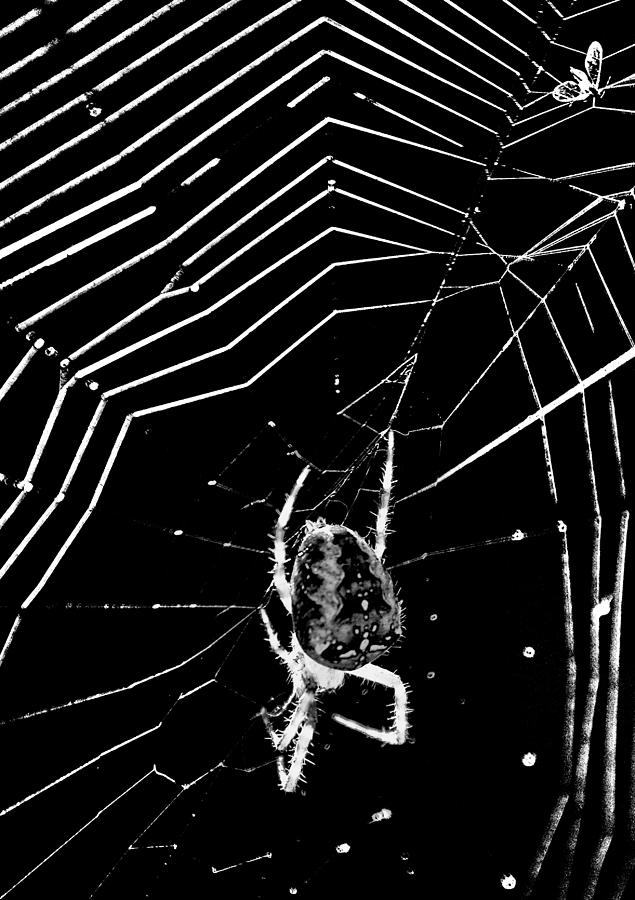 Spider Photograph - Caught in The web by Darren Burroughs