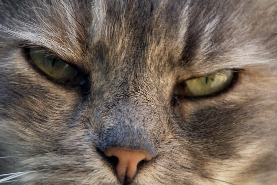 Caught Unawares Photograph by Barry Doherty - Fine Art America