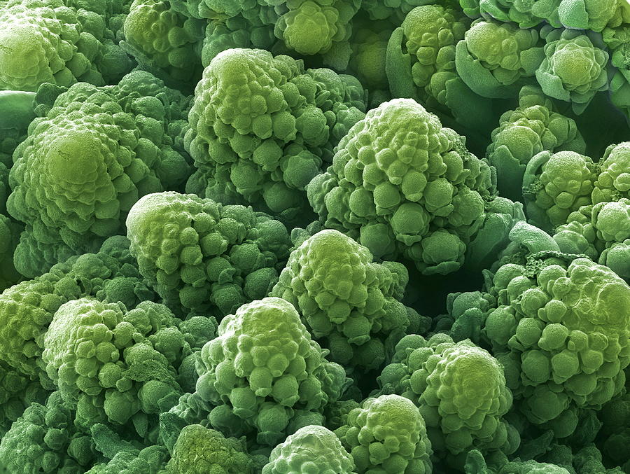 1+ Thousand Cauliflowers Fabric Royalty-Free Images, Stock Photos &  Pictures | Shutterstock