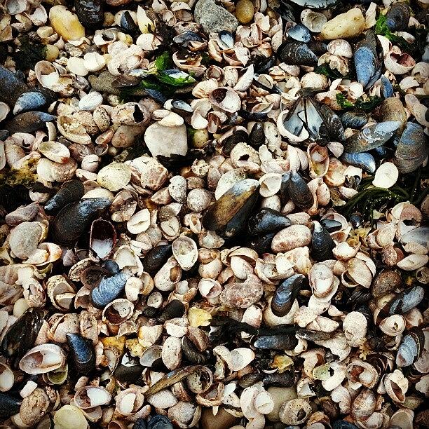 Beach Photograph - #caumsettstatepark #caumsett #seashells by Jordan Napolitano