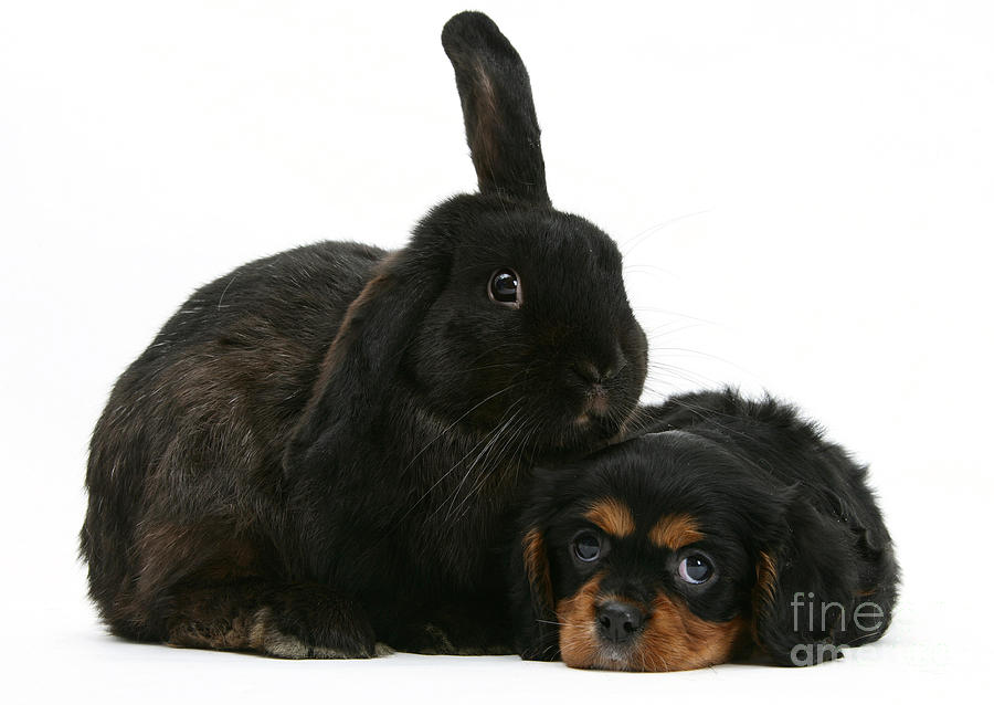 Cavalier King Charles Spaniel And Rabbit Photograph by Mark Taylor