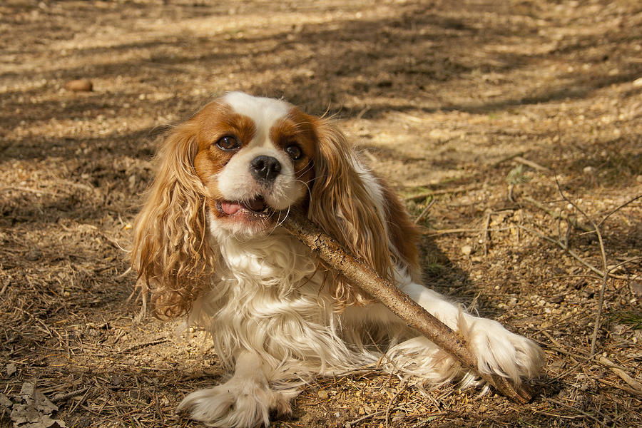 Nature Photograph - Cavalier King Charles Spaniel by Georgia Clare