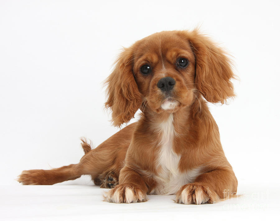 Cavalier King Charles Spaniel Puppy Photograph by Mark Taylor