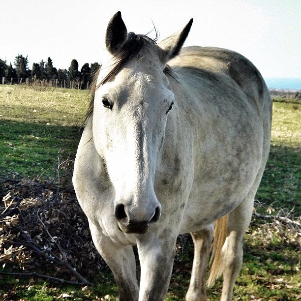Cavallo Bianco #tuscanygram Photograph by Tuscany Gram