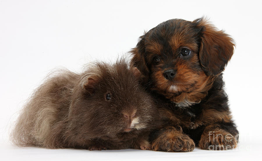 Cavapoo Pup And Shaggy Guinea Pig Photograph by Mark Taylor
