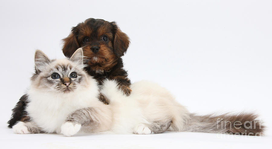 Cavapoo Pup And Tabby-point Birman Cat Photograph by Mark Taylor