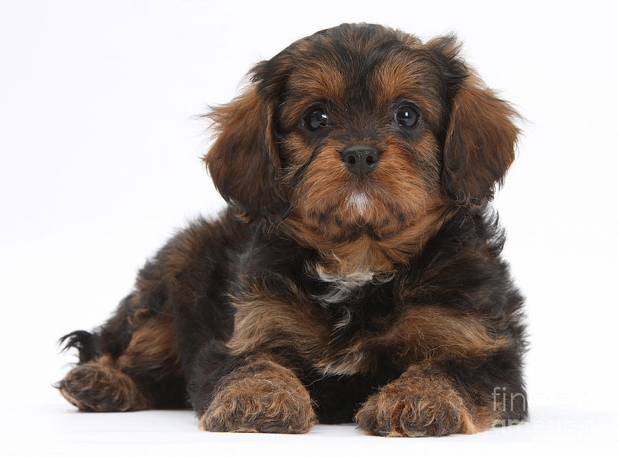 Cavapoo Pup Photograph by Mark Taylor