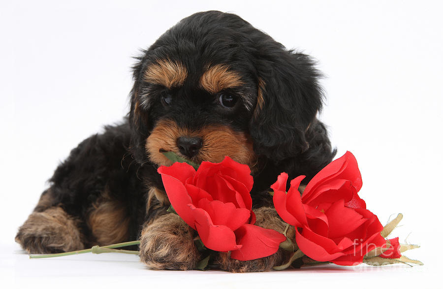 Cavapoo Pup With Roses Photograph by Mark Taylor
