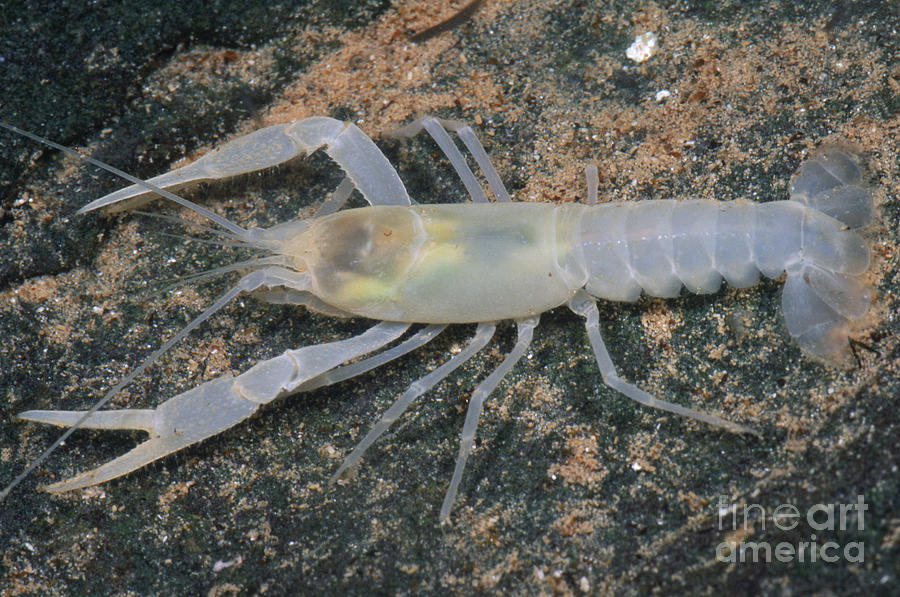 Cave Crayfish Photograph by Dante Fenolio