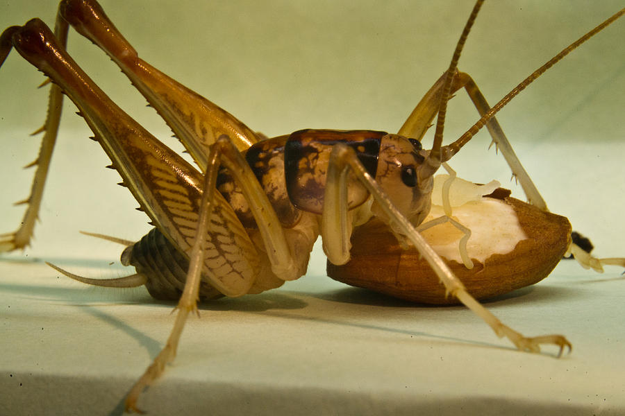 cave cricket