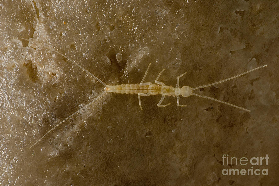 Cave Dipluran Photograph by Danté Fenolio Cave Dipluran Photograph by Danté Fenolio