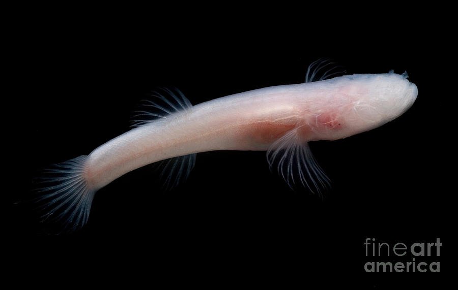 Cave Fish Photograph by Dant Fenolio