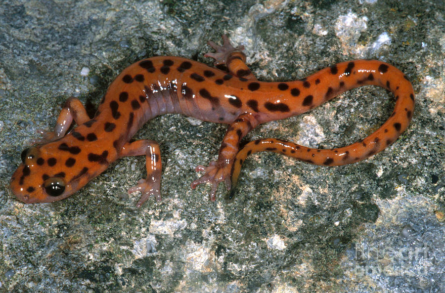 Cave Salamander Photograph by Dante Fenolio