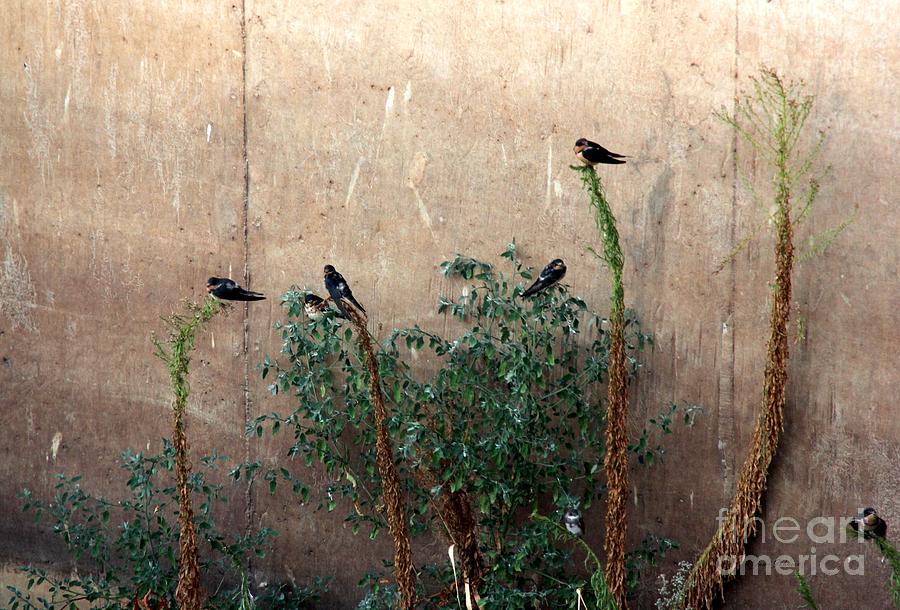 Cave Swallows Photograph by Yumi Johnson
