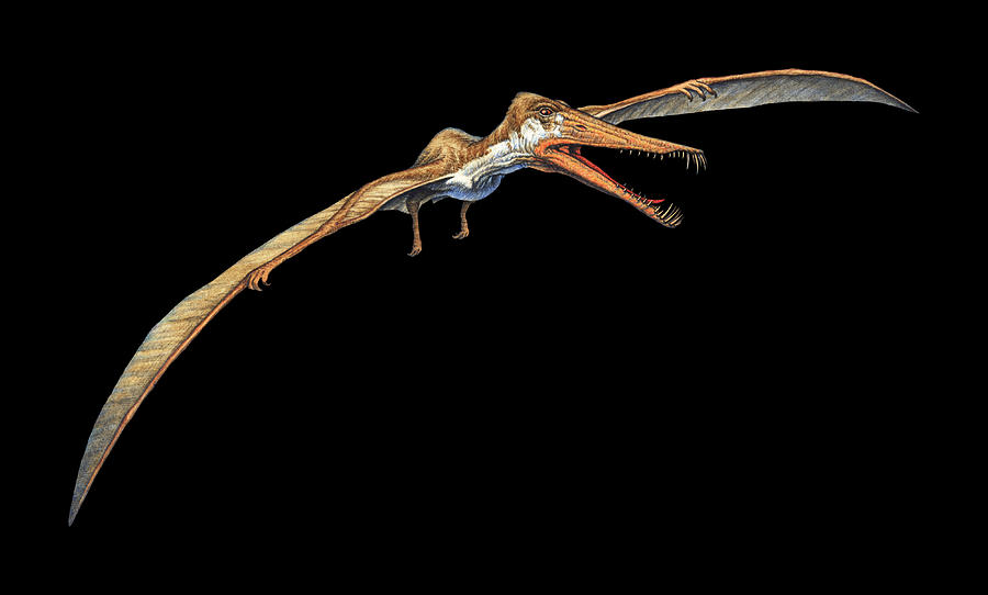 Dinosaur Photograph - Cearadactylus Pterosaur by Joe Tucciarone