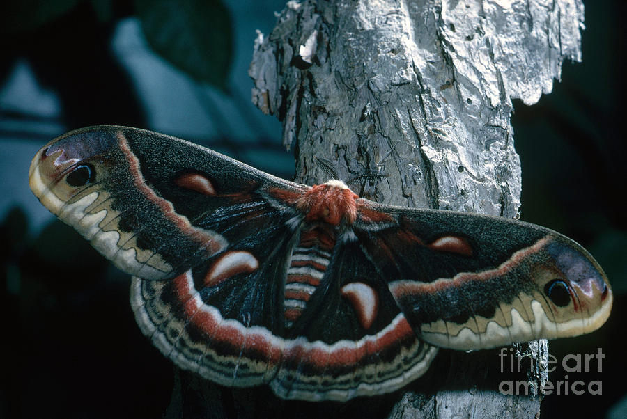 Nature Photograph - Cecropia Moth by Nature Source