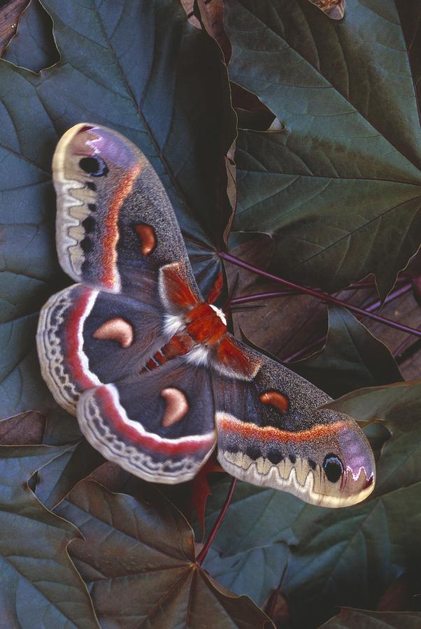 Cecropia Moth On Leaves Photograph by Natural Selection Anita Weiner
